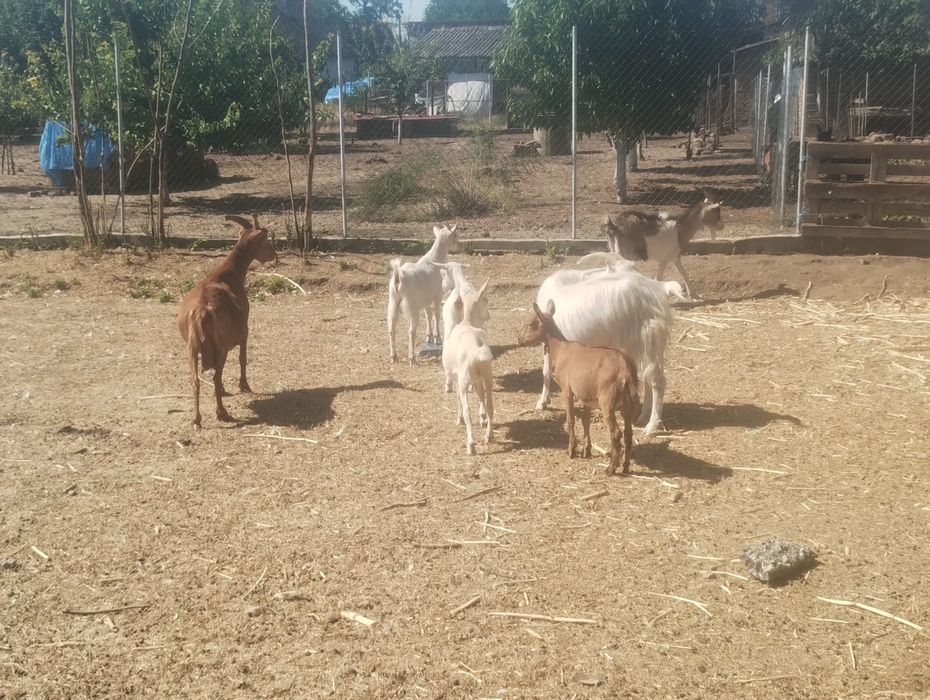Vând capre și iezi