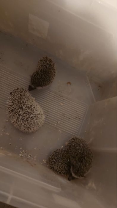 Vand Arici pitic african