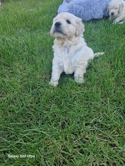 Golden retriever pedigree