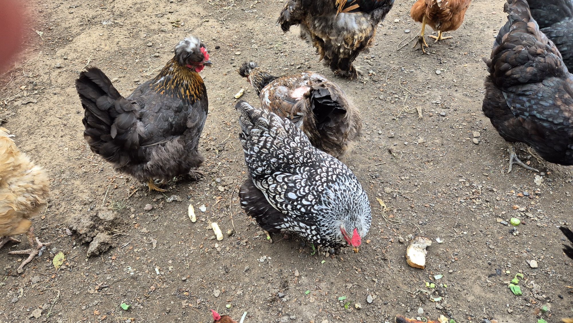 3 gaini waiandote de vanzare