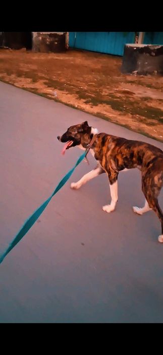 Алабай 1.2 чемпинских кровей