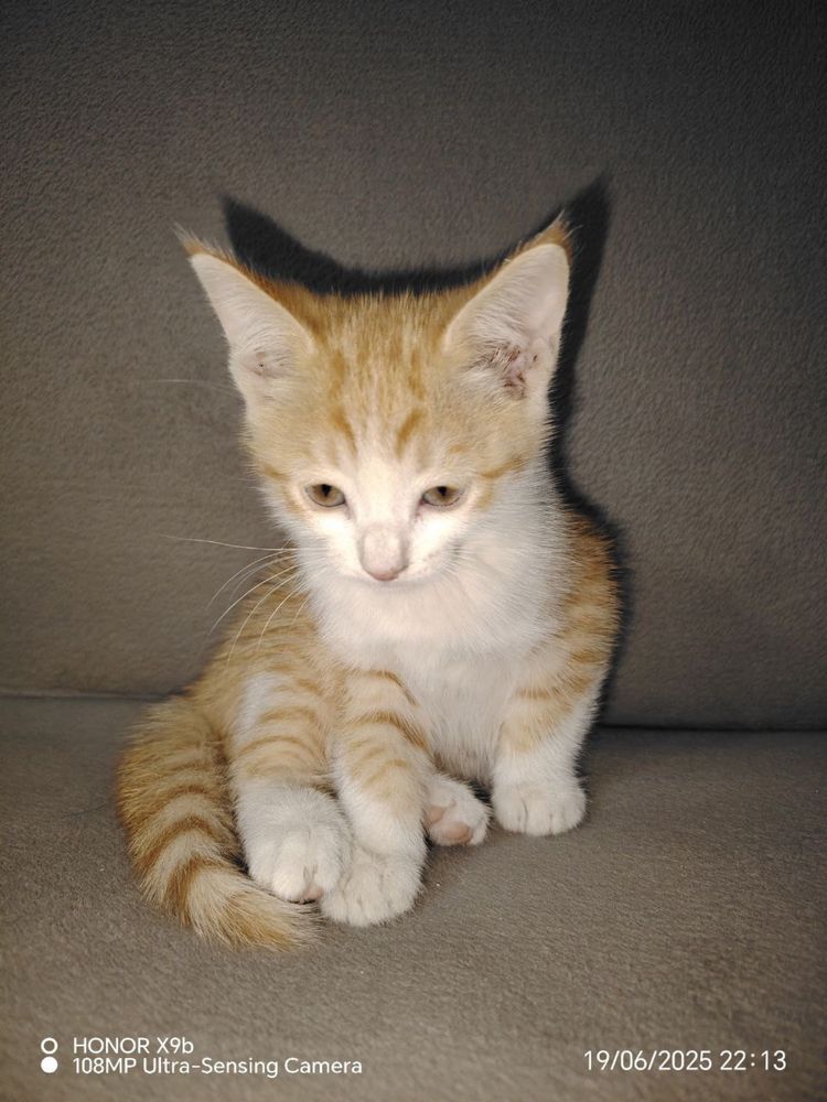 2 котёнка мальчики