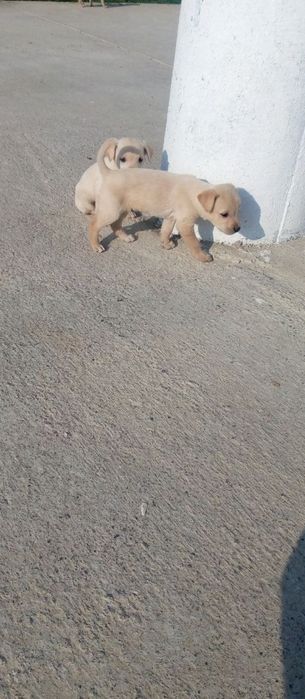 Отдам даром в хорошие руки