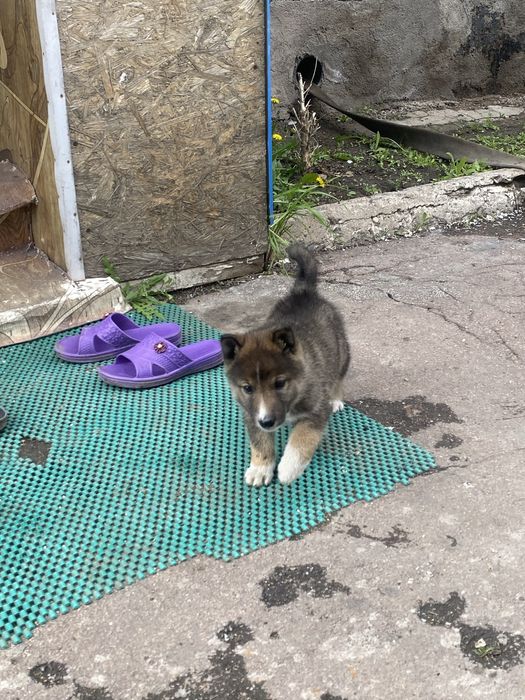 Лайка щенок чистокровная