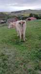 Vaca gestanta de 8 luni