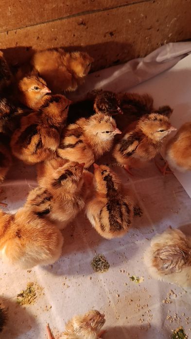 Жўжалар Корея Хан ҳеяп