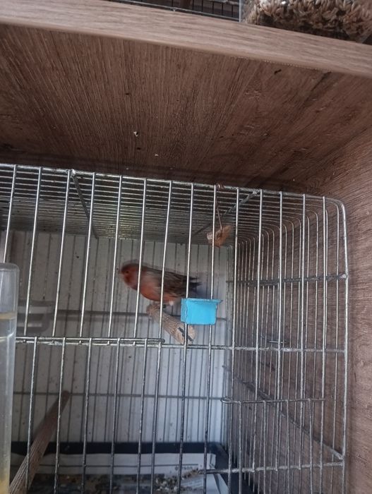 Канарчета таз годишни