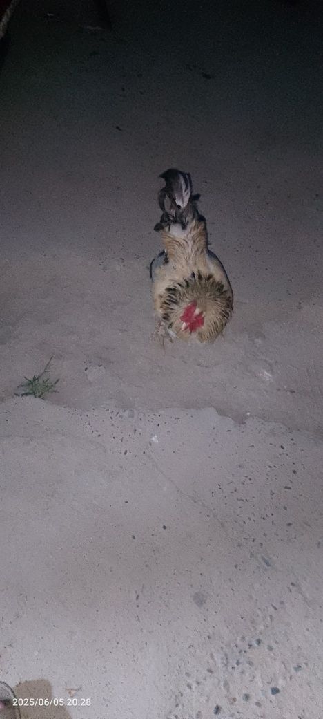 brama tovuqlari zoti toza akalar sirochni pul kerek