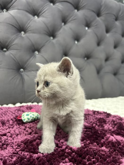 Pisicuță British Shorthair Lila