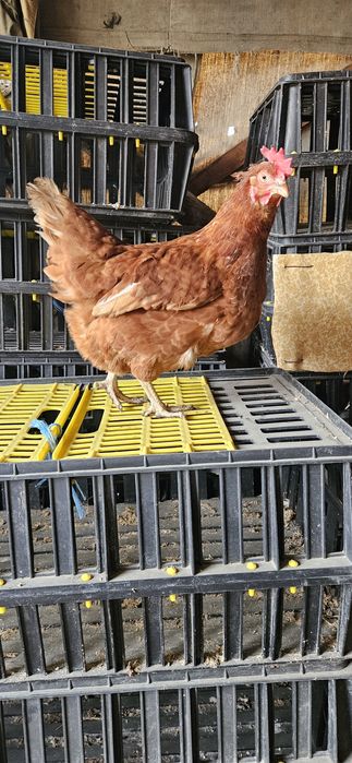 Продавам кокошки носачки ломан Браун за яйца Продавам кокошки носачки