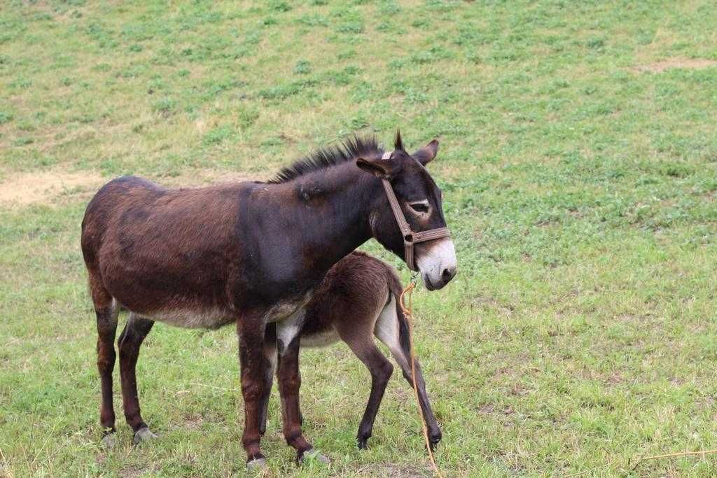 Lapte proaspat măgăriță