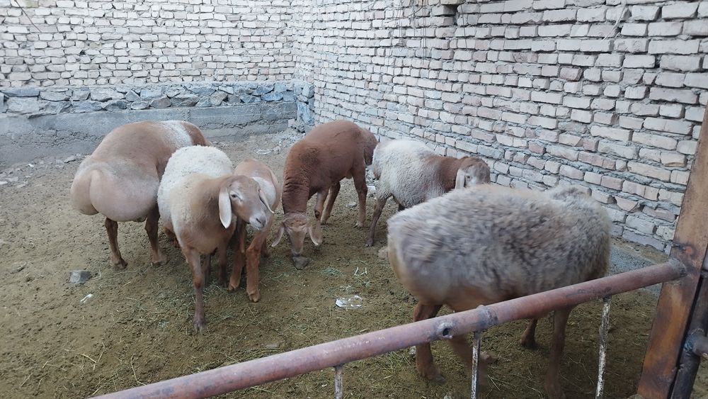 Арашан Кузи ва кучкорлар