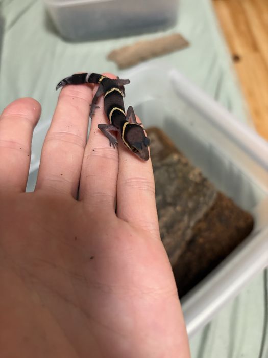 Vand pui cave gecko (Goniurosaurus hainanensis)