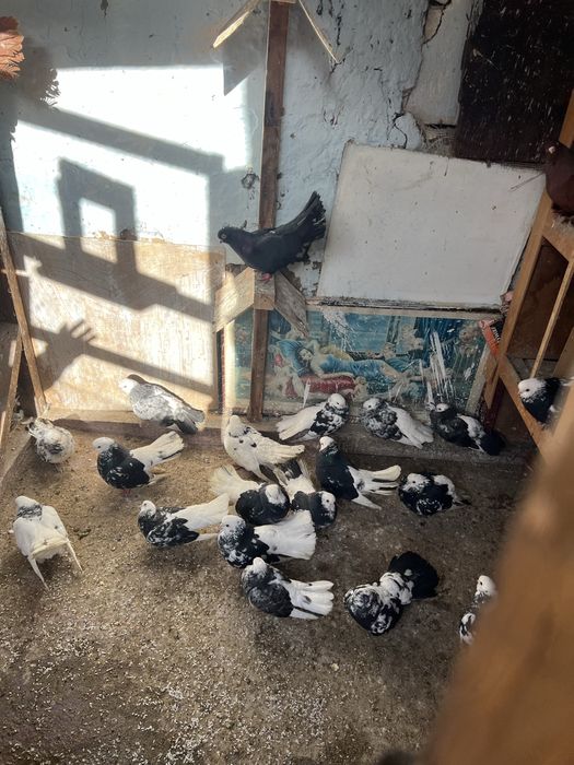 Porumbei de vânzare