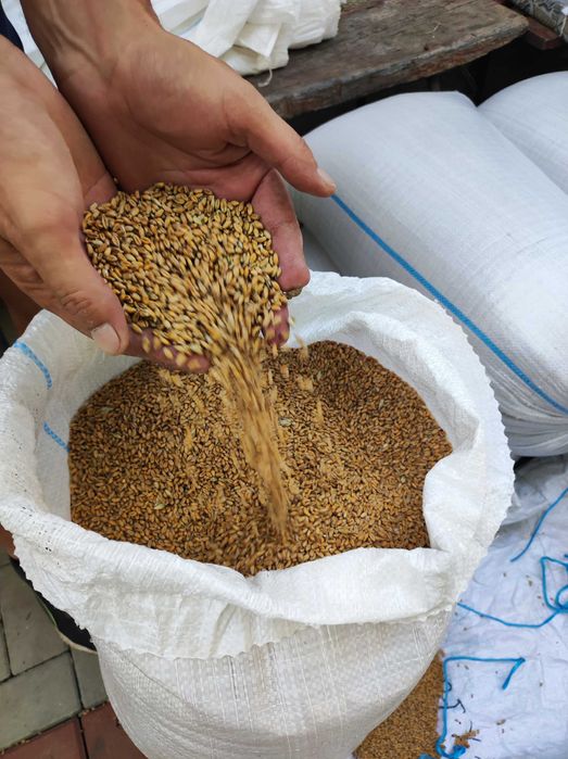 Grâu producție 2025