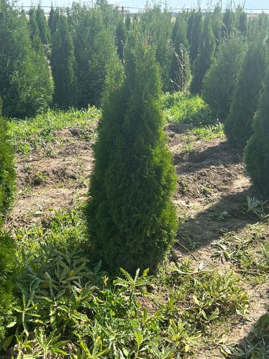 Туя Смарагд от 1м до 3м  Живая изгородь, доставка