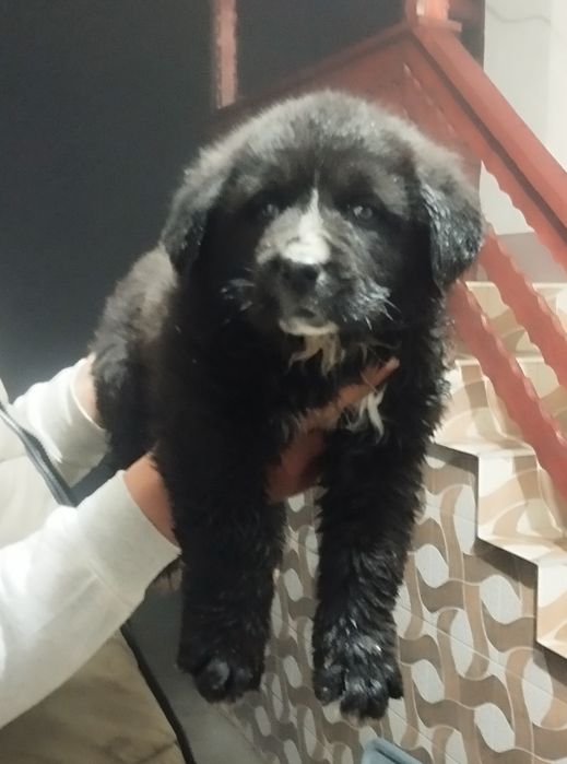 Mascul Ciobanesc romanesc corb cu pedigree tip A