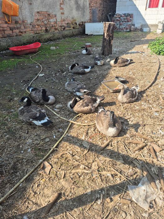 Gâște  canadiene 10 buc