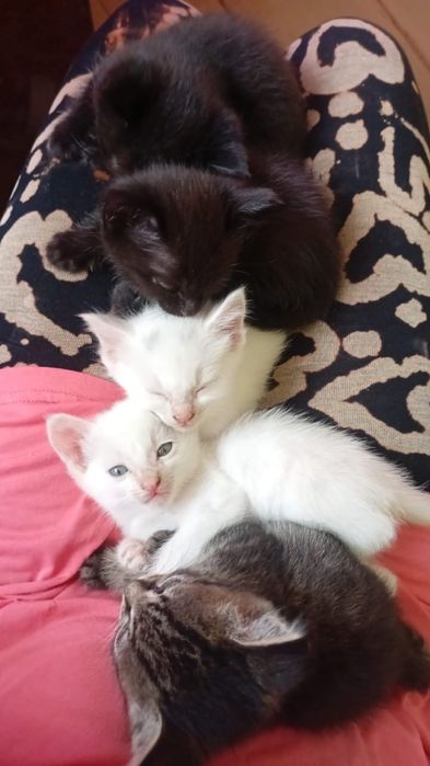 Отдам котят в хорошие руки бесплатно