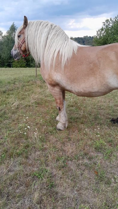 De vânzare iapă blondă