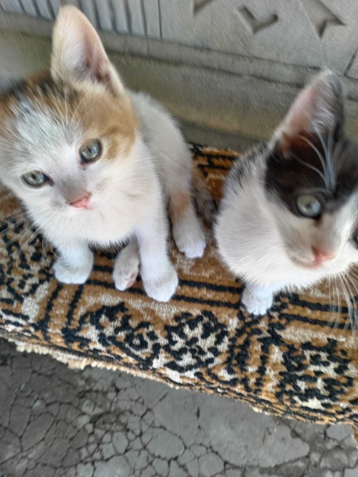 Adoptie doua  pisicute