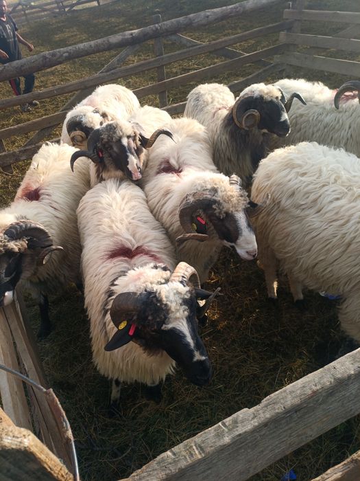 Berbeci cu certificat de origine