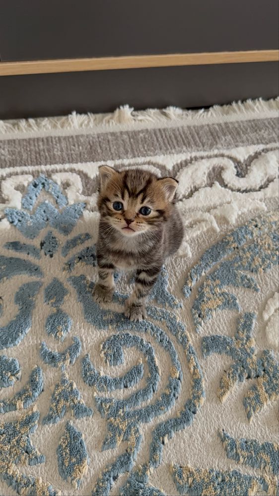 Продам шотландских котят