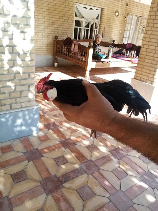 Бентам Японча сотилади