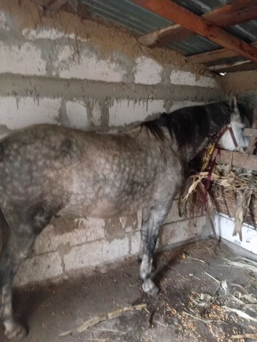 Vând cal vârstă 5 ani cuminte