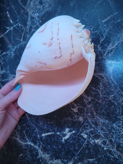 Ракушка очень большая