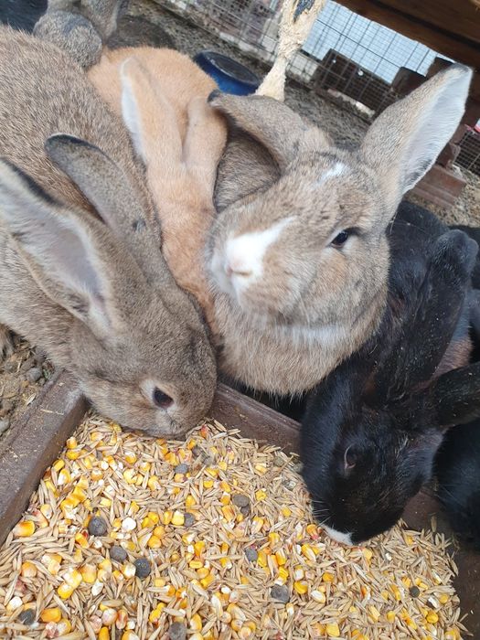 Iepuri de vânzare – 25-50 lei | Județul Arad