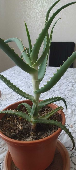 Aloe Vera arborescent comestibil, pentru tincturi si cosmetic