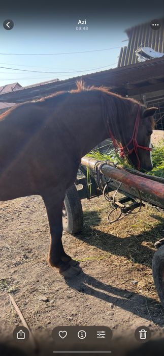 de vânzare iapă Mai multe detalii la tel