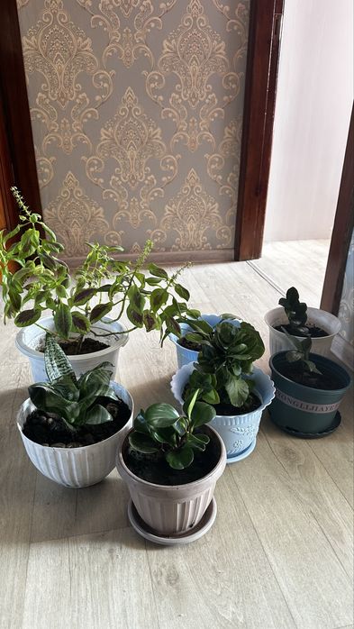 Продам разные цветы в горшках