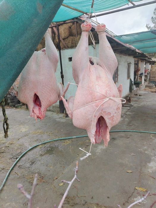 Продаётся индейки