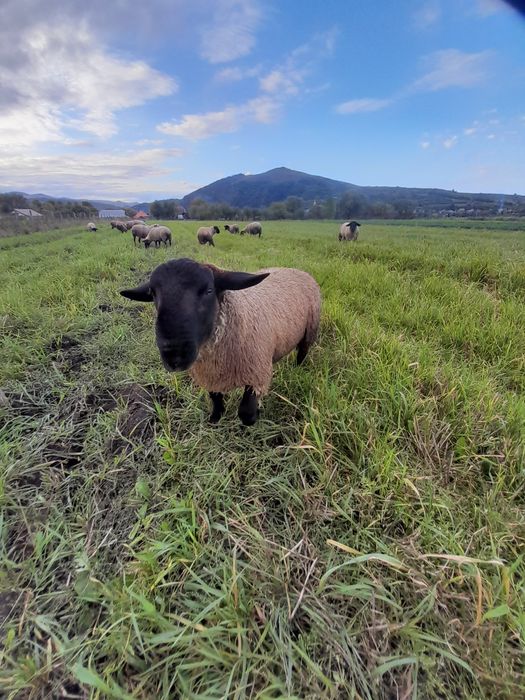 Vând oi sufolk,12 bucăți