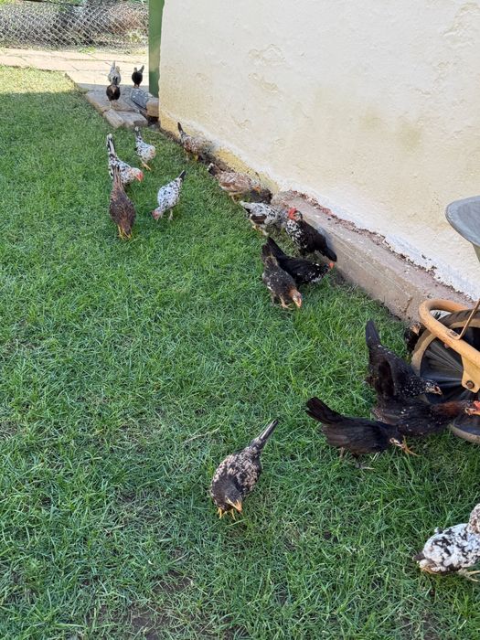 Gaini/Lilici/Pitici de vanzare