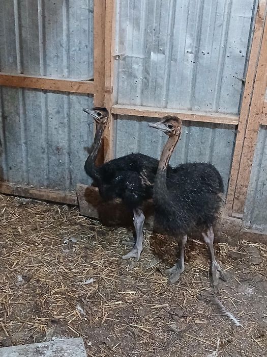 Disponibili struți nandu, emu și struți negrii africani