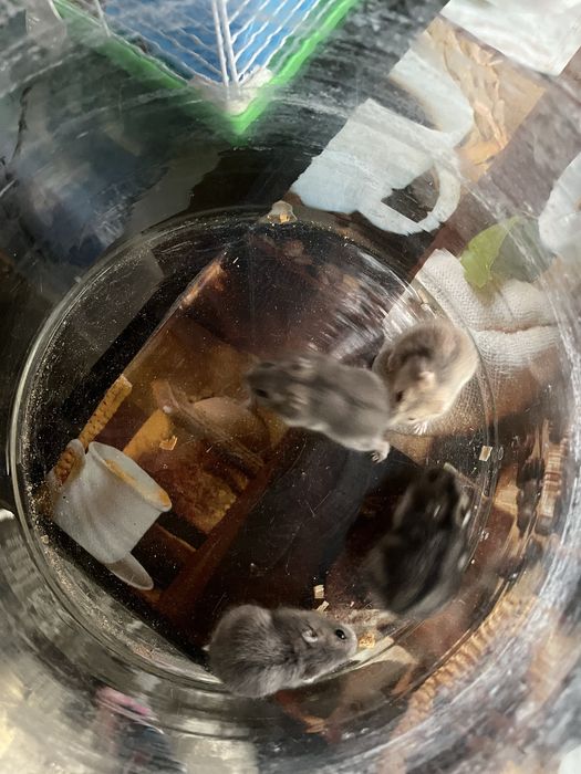 Donez hamsteri pitici