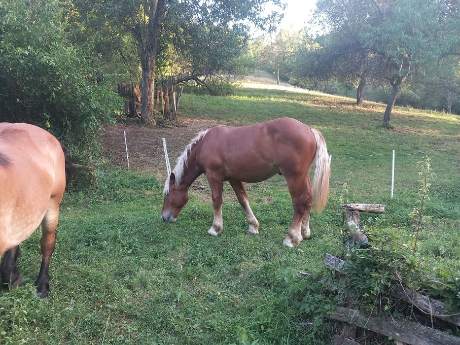 Vând sau schimb mânz