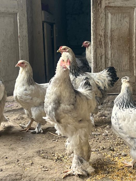 Brama jujalae bor 5 oyli srochna sotiladi