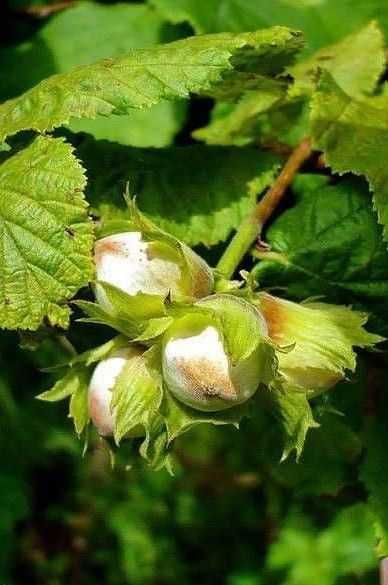 Pomi fructiferi, diverse soiuri. Arbusti.Ciresi amar maxut,Mosmon