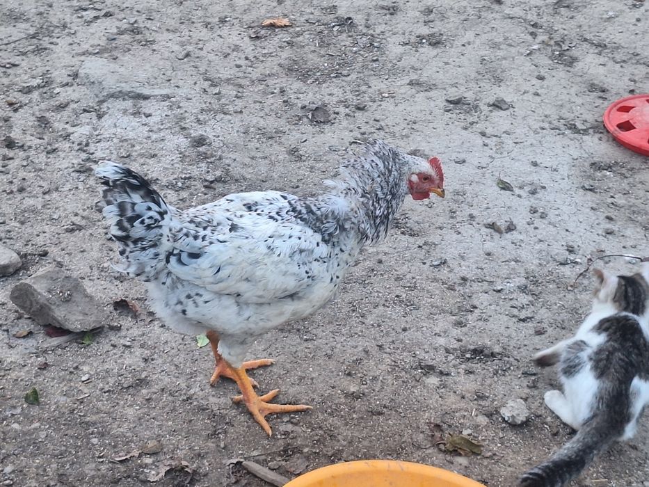 Pasari crescute in gospodarie