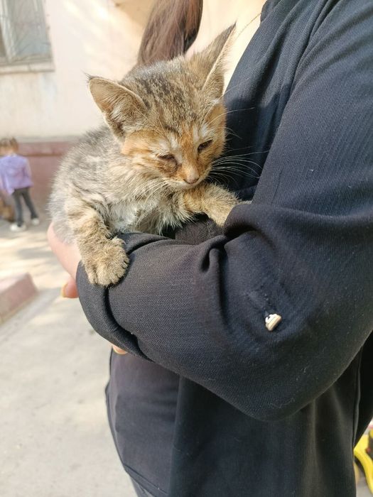 Отдам даром котят