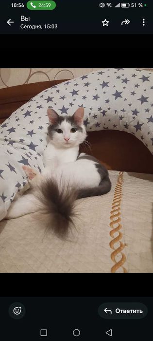 Отдам кота в хорошие руки