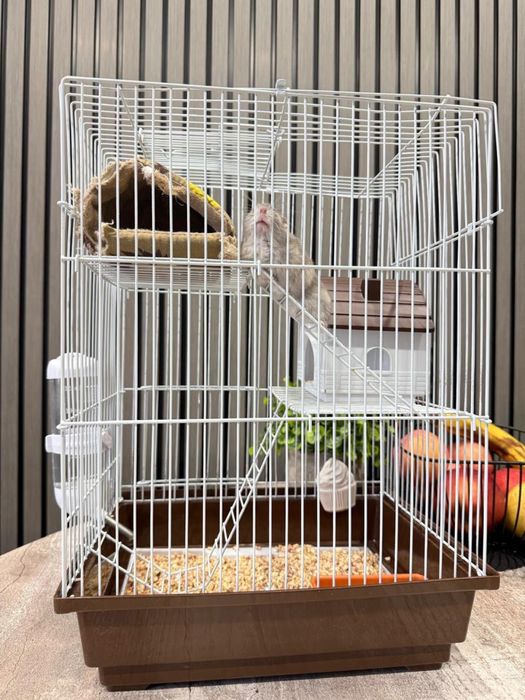 Отдам в хорошие руки хомяка-джунгарика