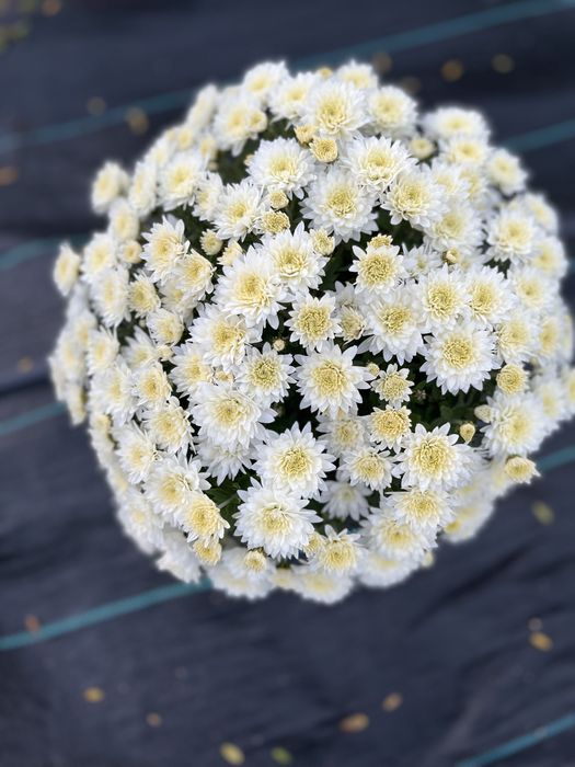 Crizanteme en gross .Comuna Unirea,Dolj.15 lei bucata