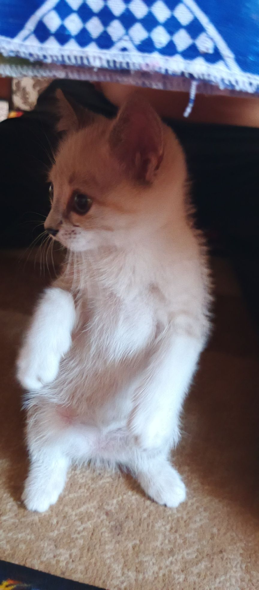 Продается котик смешанный