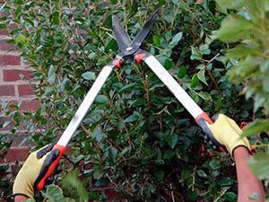 Манзарали ва мевали дарахтларни обрезка килиш