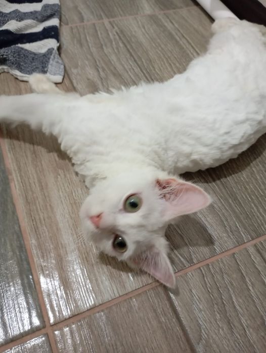 Отдам белого котенка